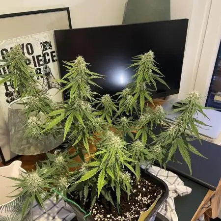RQS Apple Fritter | freeseed