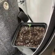 White Truffle Auto | Vgrow