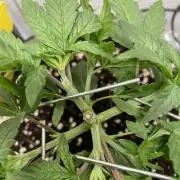 Vgrow | White Truffle Auto