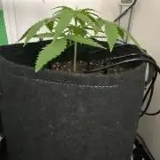 Grape Gas|Vgrow