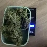 RQS Orion F1 Balcony grow