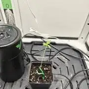Vgrow | Mac