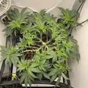 Vgrow | White Truffle