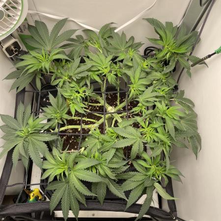 Vgrow | White Truffle