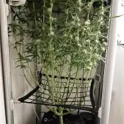 Grape Gas|Vgrow