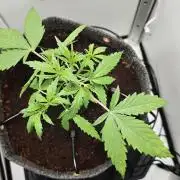 Vgrow | Mac