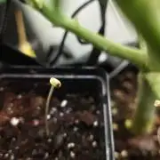Vgrow | Mac