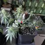 RQS Apple Fritter | freeseed