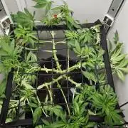 Vgrow | Mac