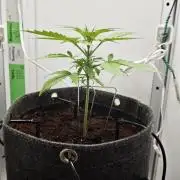 Vgrow | Mac