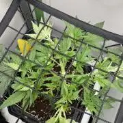 Vgrow | White Truffle Auto