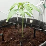 Vgrow | Mac