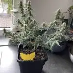 RQS Apple Fritter | freeseed