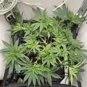 Vgrow | White Truffle