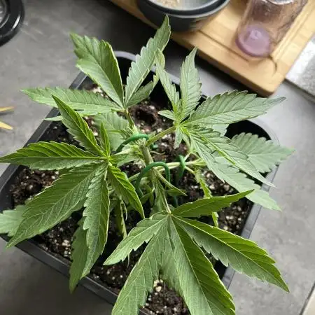 RQS Apple Fritter | freeseed