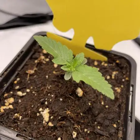 Fastbuds Gorilla Auto|First indoor grow