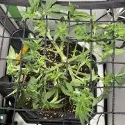 Vgrow | White Truffle Auto