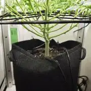 Grape Gas|Vgrow