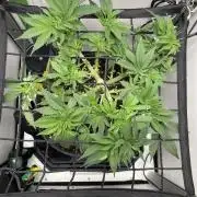 Vgrow | White Truffle