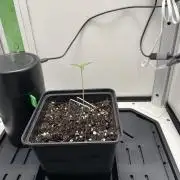 Vgrow | White Truffle Auto