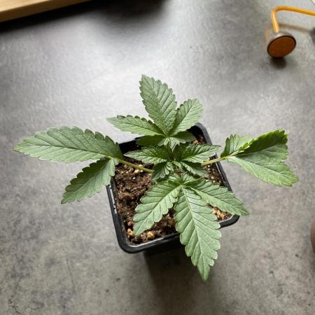 Fastbuds Gorilla Auto|First indoor grow