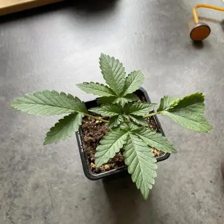 Fastbuds Gorilla Auto|First indoor grow