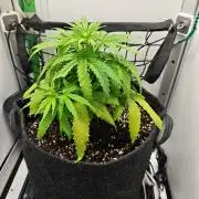 Grape Gas|Vgrow