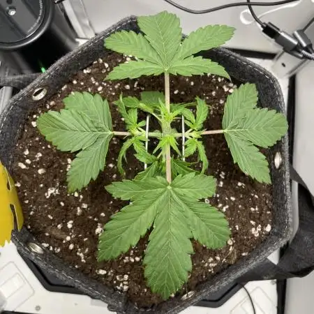 24k Auto