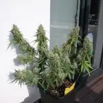 RQS Apple Fritter | freeseed