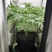 Grape Gas|Vgrow