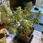 RQS Apple Fritter | freeseed