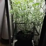 Grape Gas|Vgrow