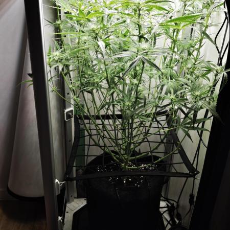 Grape Gas|Vgrow