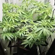 Vgrow | Mac
