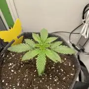 Vgrow | White Truffle Auto