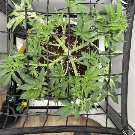 Vgrow | White Truffle Auto