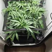 Grape Gas|Vgrow