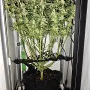 Vgrow|Grape Gas