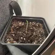 White Truffle Auto | Vgrow