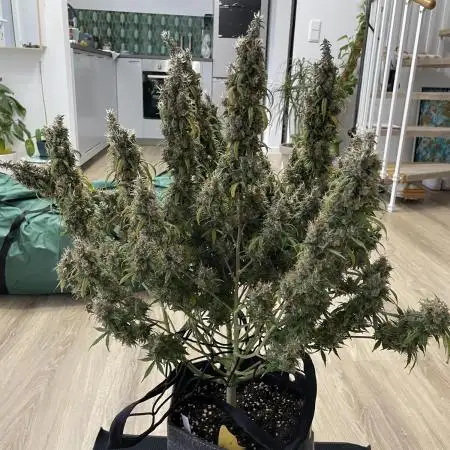 24k Auto