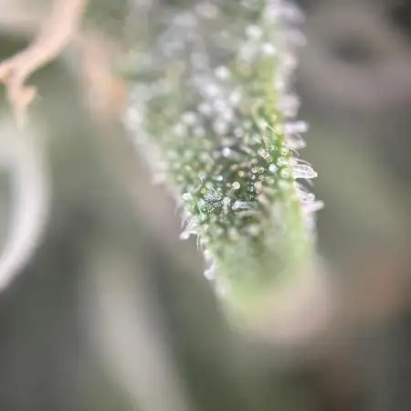 RQS Apple Fritter | freeseed