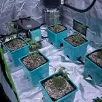 Pineapple Kush & Legendary OG Punch