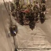 Penut Butter Cookies Photo Testgrow