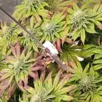 Penut Butter Cookies Photo Testgrow