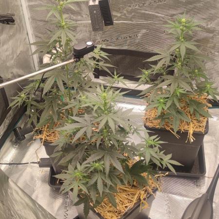 Z-Up Auto Fastbuds