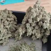 Eternity Grow Sticky Broccoli