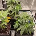 Lemon cherry Cookies Auto