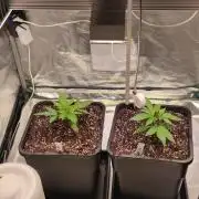 Watermelon Rqs photo