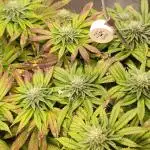 Penut Butter Cookies Photo Testgrow