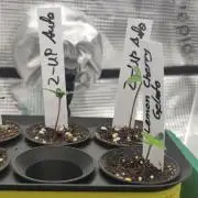 Z-Up Auto Fastbuds